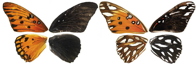  Phát hiện gene kiểm soát màu sắc, hoa văn trên cánh bướm - Ảnh 1.