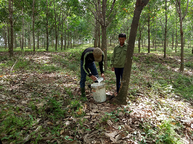 Vườn cao su của CCB Nguyễn Văn Lợi, thôn Văn Minh, xã Văn Thủy, huyện Lệ Thủy cho thu nhập hàng chục triệu đồng mỗi năm.