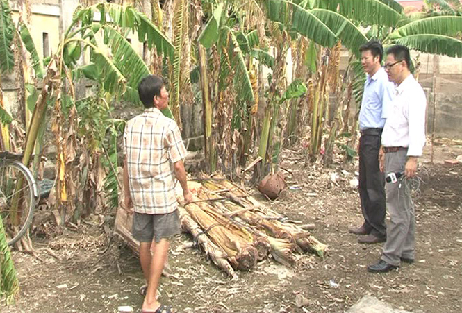  Cây lưu niên trong vườn của người dân xã Quảng Thanh (Quảng Trạch) đang chết dần do nhiễm mặn.    