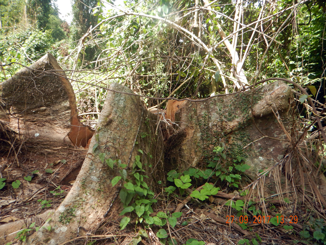 Một trong những cây dổi bị các đối tượng cưa hạ tại VQG PN-KB.