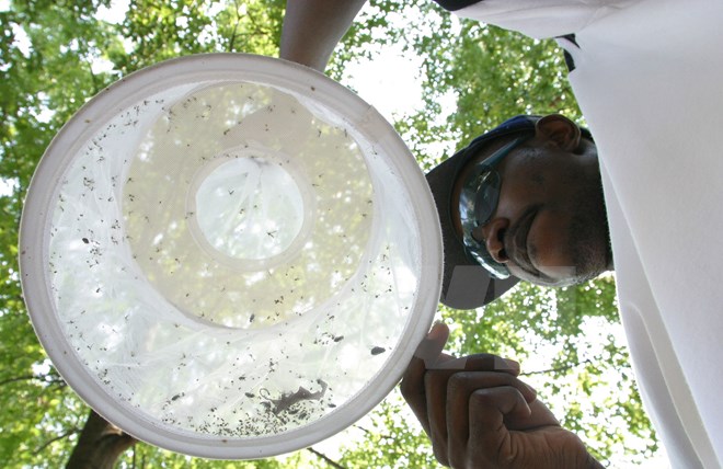 Nhân viên y tế Mỹ bắt muỗi để nghiên cứu tại tây bắc Washington. (Nguồn: AFP/TTXVN)