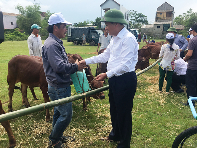 Đồng chí Trần Văn Tuân, Ủy viên ban Thường vụ Tỉnh ủy, Chủ tịch Ủy ban MTTQVN tỉnh, Trưởng Ban Cứu trợ tỉnh trao bò cho các hộ dân được hỗ trợ