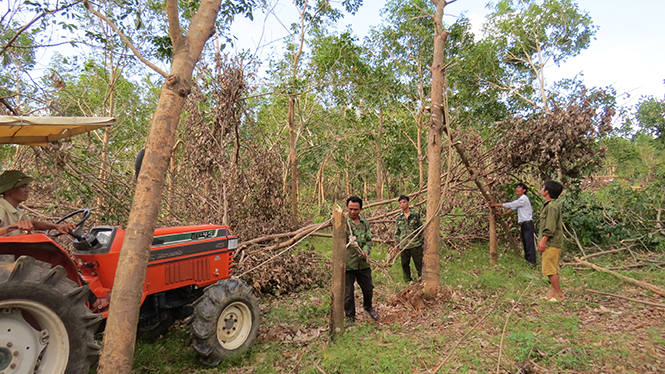 Các hộ trồng cao su ở xã Phú Định khôi phục lại vườn cây cao su bị gãy đổ sau bão số 10 vừa qua.