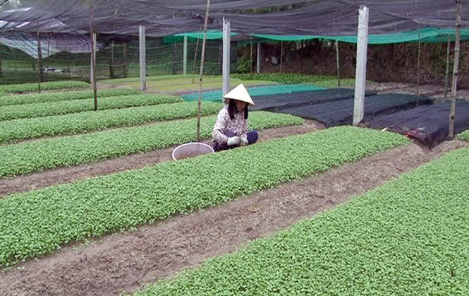  Mô hình trồng rau sạch theo tiêu chuẩn Vietgap ở Hòa Luật Nam cho thu nhập mỗi năm 200 triệu đồng.