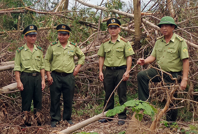  Lực lượng Kiểm lâm tỉnh kịp thời về địa bàn xã Cao Quảng (Tuyên Hóa)   kiểm tra tình hình rừng trồng bị thiệt hại.