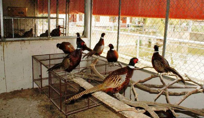Kỹ thuật nuôi chim trĩ sinh sản. Chim trĩ ăn gì? Thức ăn cho chim trĩ