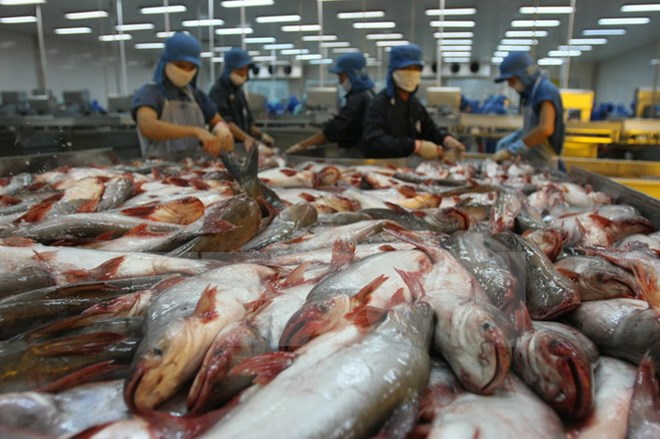 Chế biến cá tra xuất khẩu tại Công ty thuỷ sản Bình An, thành phố Cần Thơ. (Ảnh: Huy Hùng/TTXVN)