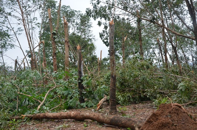 Một vườn cao su ở Bố Trạch bị gãy đổ do bão số 10.