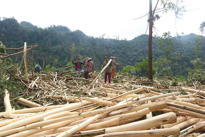 Người dân huyện Minh Hóa thu hoạch gỗ rừng trồng bị gãy đổ sau bão số 10