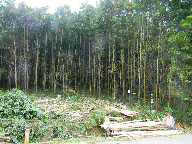 Trồng rừng kinh tế đang là hướng mở thoát nghèo cho người dân xã Văn Thủy.