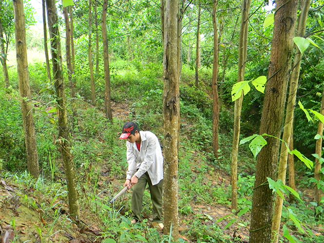 Người dân Lệ Thủy tích cực trồng mới, chăm sóc rừng tập trung.