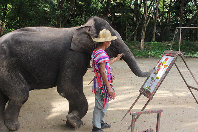 Những chú voi đang thể hiện “tài năng” vẽ tranh.