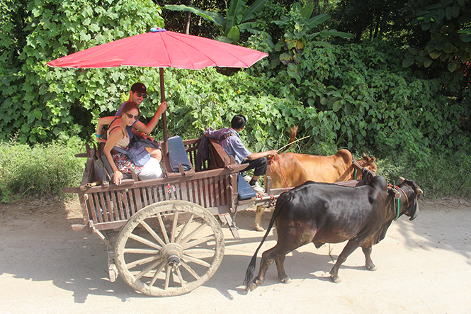 Dịch vụ bò kéo xe ở Trại voi.