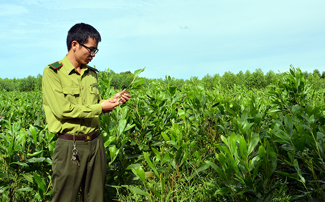Cán bộ Phòng Sử dụng, phát triển rừng (Chi cục Kiểm lâm tỉnh) kiểm tra nguồn cung cấp hom giống tại Trại giống ở Bố Trạch.
