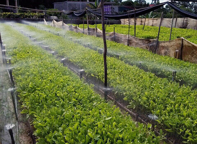 Tổ hợp tác ươm cây giống lâm nghiệp Quảng Trường (Quảng Trạch) đã được cấp chứng nhận nguồn giống bảo đảm cây con giâm hom có chất lượng tốt.