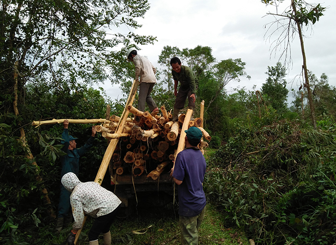 Người dân Minh Hóa đang khẩn trương khai thác gỗ rừng trồng bị thiệt hại sau bão.
