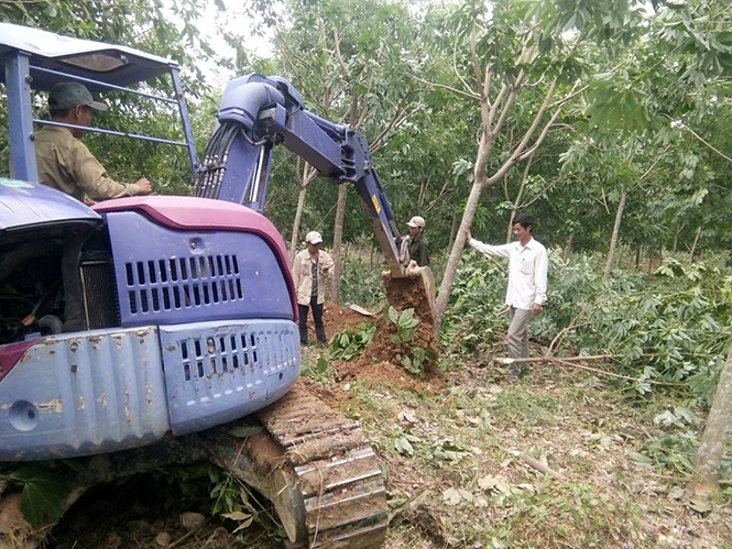 Ông Võ Văn Thông (áo trắng) giúp dân dựng lại cây cao su sau bão số 10.
