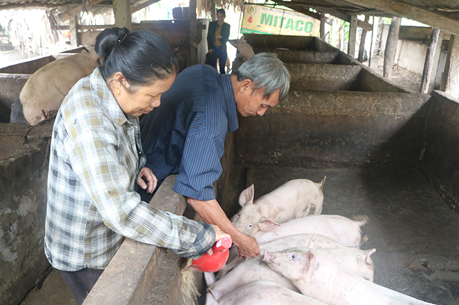 Một mô hình chăn nuôi lợn của hội viên nông dân xã Đồng Hoá.
