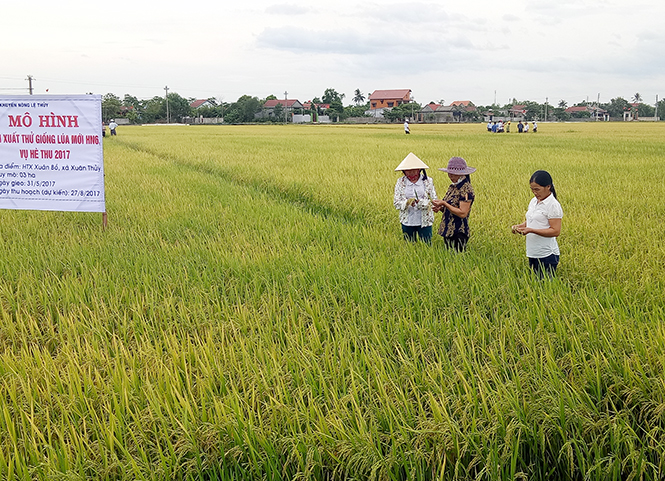 Huyện Lệ Thủy chú trọng đưa các giống lúa có năng suất, chất lượng cao vào sản xuất.