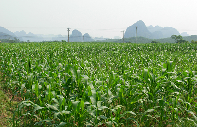 Ngô là nông sản được SRDP hỗ trợ xây dựng chuỗi giá trị ở vùng cao.  Ảnh: Minh Văn