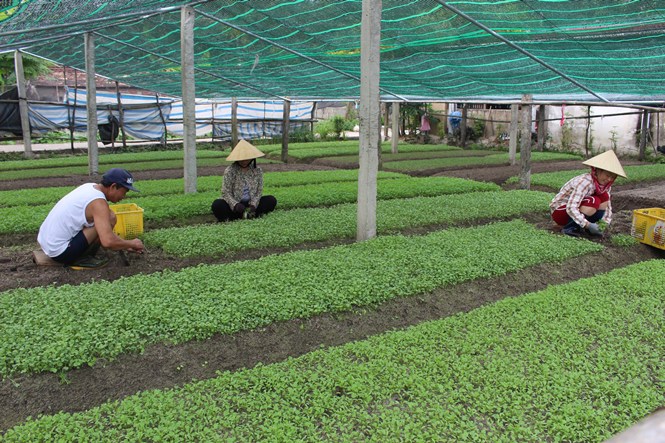 Sản xuất, kinh doanh rau sạch góp phần nâng tổng mức bán lẻ hàng hóa trên địa bàn huyện Lệ Thủy.