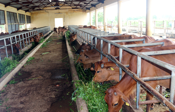Chất lượng đàn bò ở huyện Bố Trạch ngày càng được nâng cao.