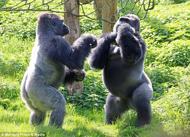 Hai con khỉ đột tranh giành thức ăn. (Nguồn: Daily Mail)