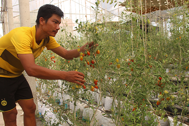 Mô hình trồng cà chua bi giống Thúy Hồng và dưa lưới của vợ chồng anh Ngô Trí Quang ở Ngư Thủy Bắc (Lệ Thủy).