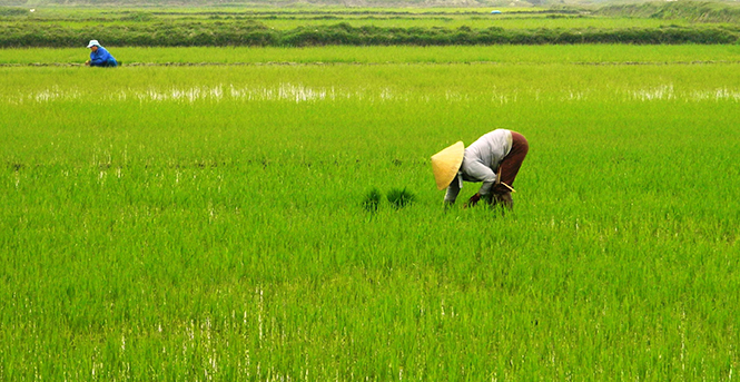 Sản xuất lúa theo quy trình SRI tiết kiệm được nhiều chi phí đầu tư cho nông dân thị xã Ba Đồn.