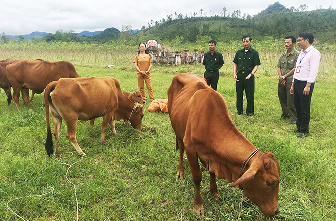 Đàn bò của CCB Lê Văn Soát ngày càng phát triển nhờ nguồn vốn ưu đãi.