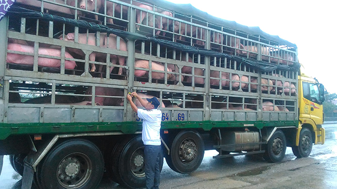 Cán bộ thú y chốt kiểm soát dịch bệnh động vật Nam Quảng Bình kiểm tra xe vận chuyển gia súc.