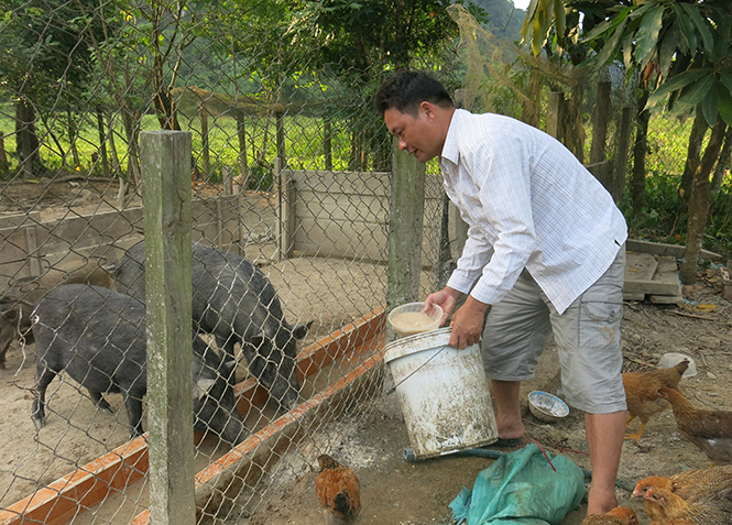 Anh Trần Xuân Tư, Thượng Hóa, Minh Hóa đang chăm sóc đàn lợn rừng.