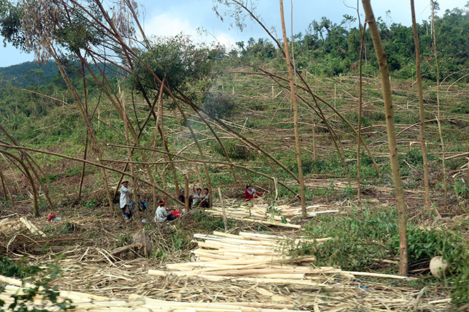 Sau bão số 10-2017, nông dân xã Cao Quảng, huyện Tuyên Hóa tập trung khai thác những diện tích rừng bị gãy đổ để tiếp tục trồng mới.    