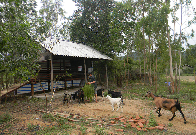 Một trang trại trồng rừng kết hợp chăn nuôi ở xã Cao Quảng, huyện Tuyên Hoá.