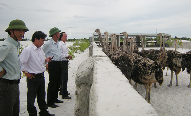 Trang trại nuôi đà điểu ở xã Quảng Hưng, huyện Quảng Trạch nỗ lực tự tìm đầu ra cho sản phẩm.