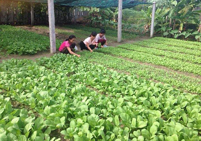 Mô hình trồng rau sạch chuyên canh tại xã Võ Ninh đạt hiệu quả kinh tế.