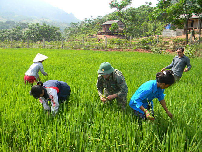Vẫn còn nhiều địa phương, nhất là vùng đồng bào dân tộc thiểu số, chưa quan tâm đúng mức đến việc sử dụng giống lúa chất lượng.