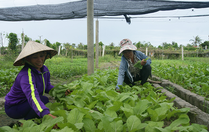 Mô hình sản xuất rau an toàn mang lại thu nhập ổn định cho nông dân xã Quảng Hưng, Quảng Trạch.