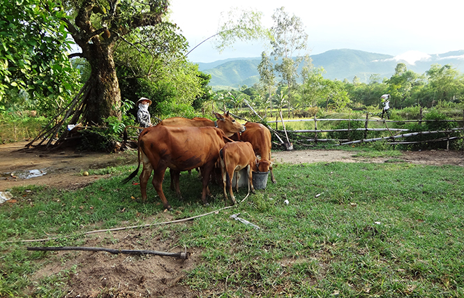 Phát huy lợi thế sẵn có, nhiều hộ gia đình ở Sơn Hóa đã đầu tư phát triển chăn nuôi, vươn lên làm giàu chính đáng.