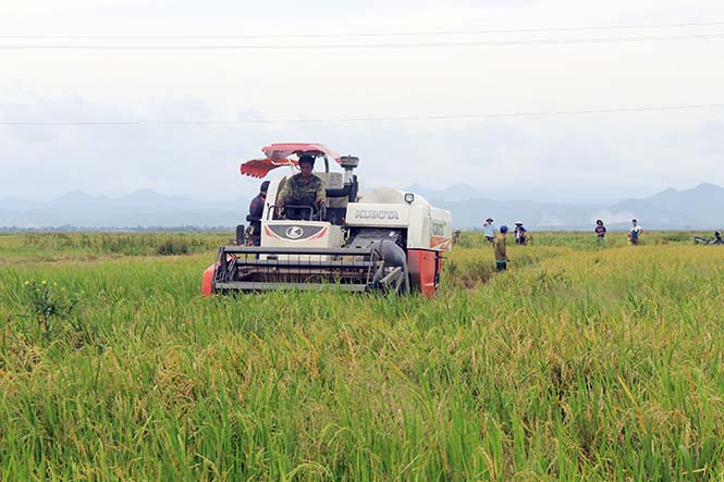 Tỉnh ta thực hiện chuyển đổi 2.500ha lúa kém hiệu quả sang cây trồng khác phù hợp.