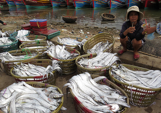 Cá hố xuất khẩu được ngư dân Cảnh Dương (Quảng Trạch) đánh bắt từ vùng biển xa.
