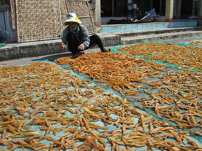 Sản xuất khoai deo ở xã Hải Ninh được khuyến khích, hỗ trợ kịp thời.