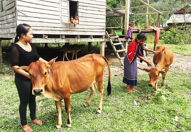 Nhờ vốn vay ưu đãi để phát triển chăn nuôi, gia đình chị Dương Thị Liên đã thoát nghèo.