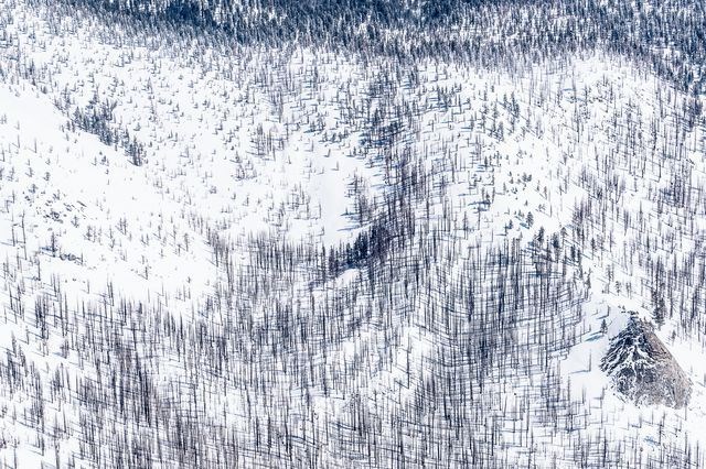 Tuyết trắng bao phủ một sườn đồi gần Vườn Quốc gia Yosemite. Cây bị cháy trước đó do hậu quả các vụ cháy rừng. (Nguồn: National Geographic)