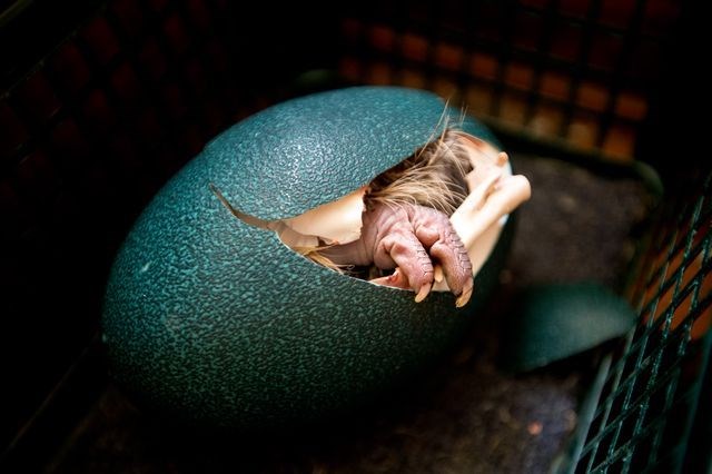 Một con đà điểu Emu ở Hamilton, Montana, Mỹ đạp vỡ lớp vỏ trứng. Nhiếp ảnh gia Pam Voth đã chờ đợi nhiều tiếng đồng hồ để ghi lại khoảnh khắc ấn tượng trên. (Nguồn: National Geographic)