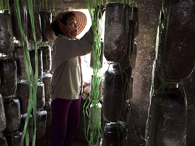 Mô hình trồng nấm đem lại thu nhập cao cho nhiều hội viên phụ nữ ở Quảng Trạch.