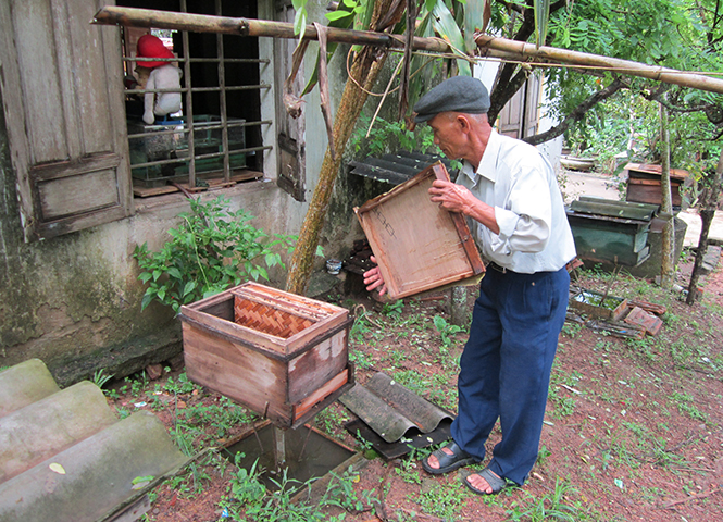 Tổ hợp tác trồng keo, nuôi ong, nuôi bò đã giúp nhiều hộ gia đình trong xã Trường Xuân nâng cao thu nhập.