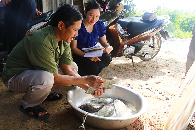  Mô hình nuôi thâm canh cá rô phi đường nghiệp tại phường Bắc Lý, TP. Đồng Hới.