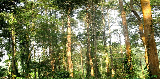 Chi nhánh Lâm trường Trường Sơn làm giàu rừng với diện tích 5 ha mỗi năm, cây trồng bổ sung là huỵnh.