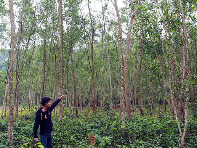 Rừng trồng thành rừng đạt tiêu chuẩn ở Khe Gát (xã Xuân Trạch, Bố Trạch).